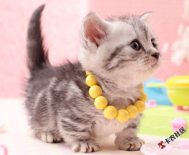 #闪猫#动物系列超稳的猫猫童靴~  芝麻分600+的来39 / 作者:卡农小宅 / 