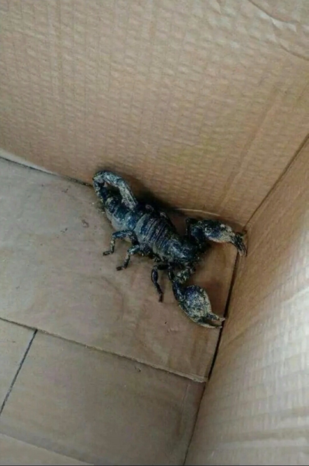 刚才捉到一只龙虾，抓的时候被刺了一下，现在手还火辣辣的疼呢， ...54 / 作者:想要上岸 / 