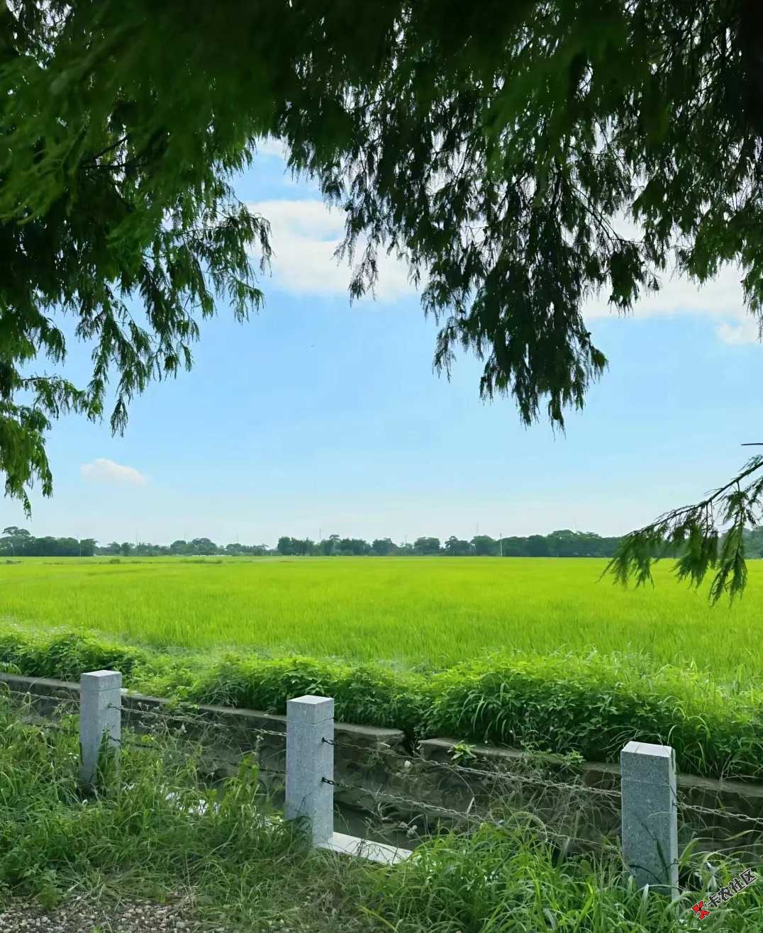 三伏天免费滋补养生方法:天灸42 / 作者:绝命天涯 / 