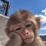1000071720.gif